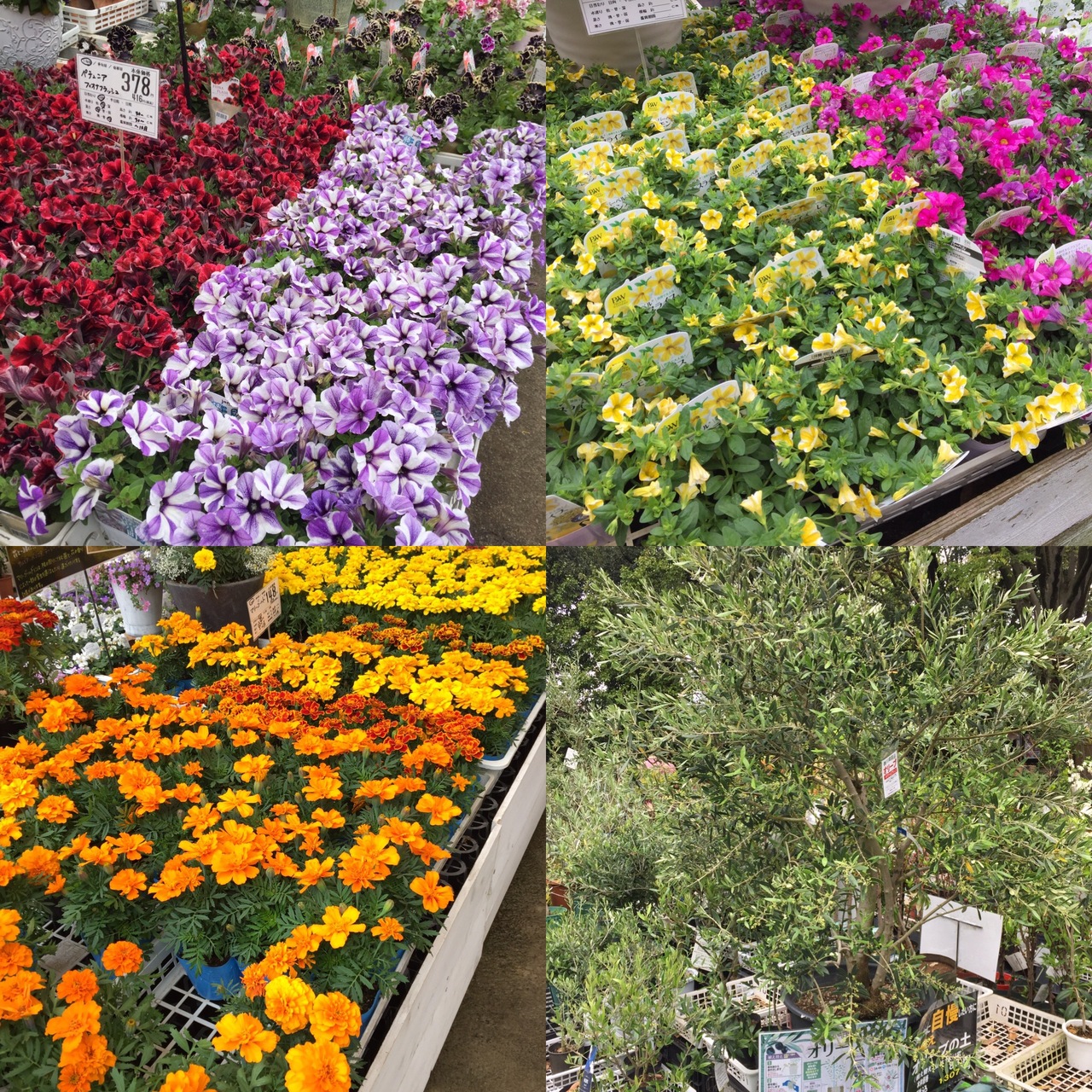 お庭のお花とお野菜の調達に 秦野 松田 足柄 神奈川県 の旅行記