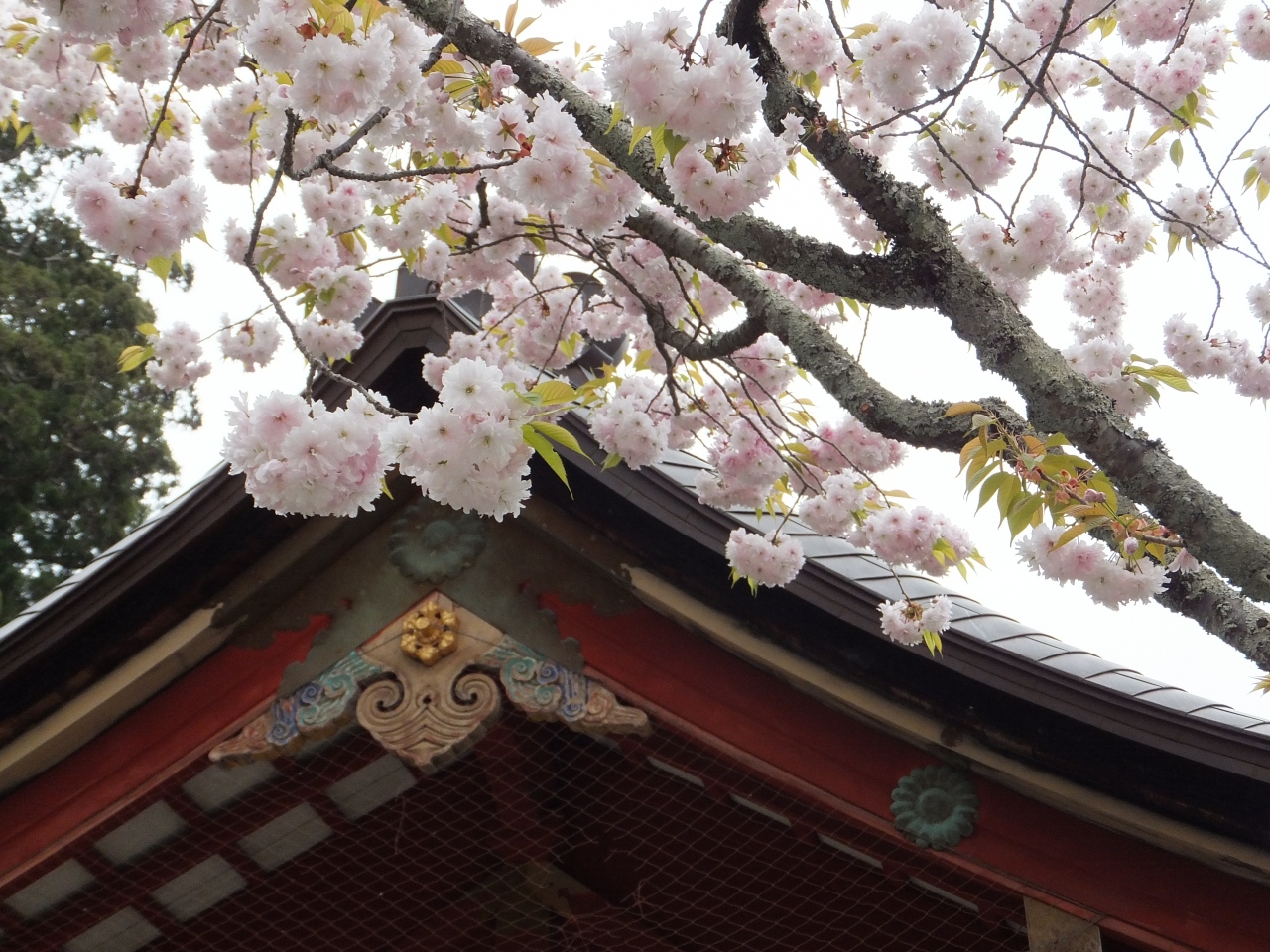 こどもの日に桜咲く 13 In塩釜 多賀城 塩釜 利府 宮城県 の旅行記 ブログ By 元杜鉄工さん フォートラベル