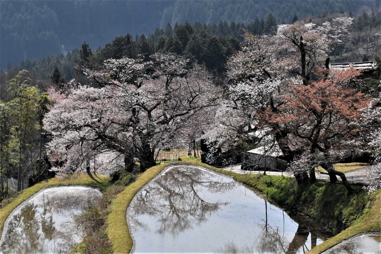 美杉の山里を彩る「三多気の桜」~水を張った棚田に映る「日本の原風景」2020~(三重)