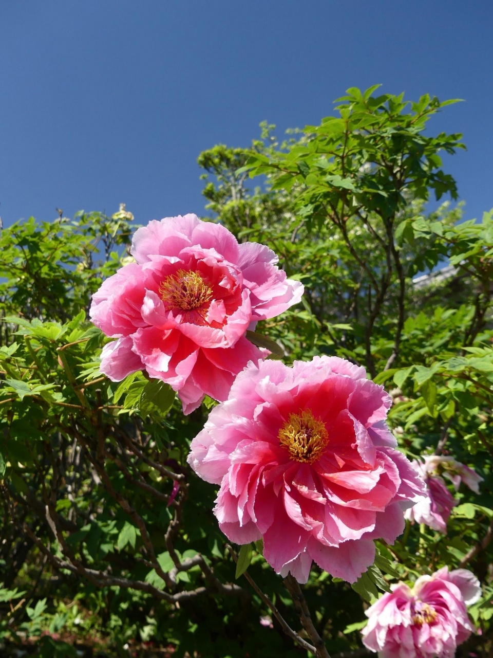 清浄院 のボタン ほとんどの花が散り終わり 見頃終了 群馬県 板倉町 群馬県の旅行記 ブログ By Minamicazeさん フォートラベル