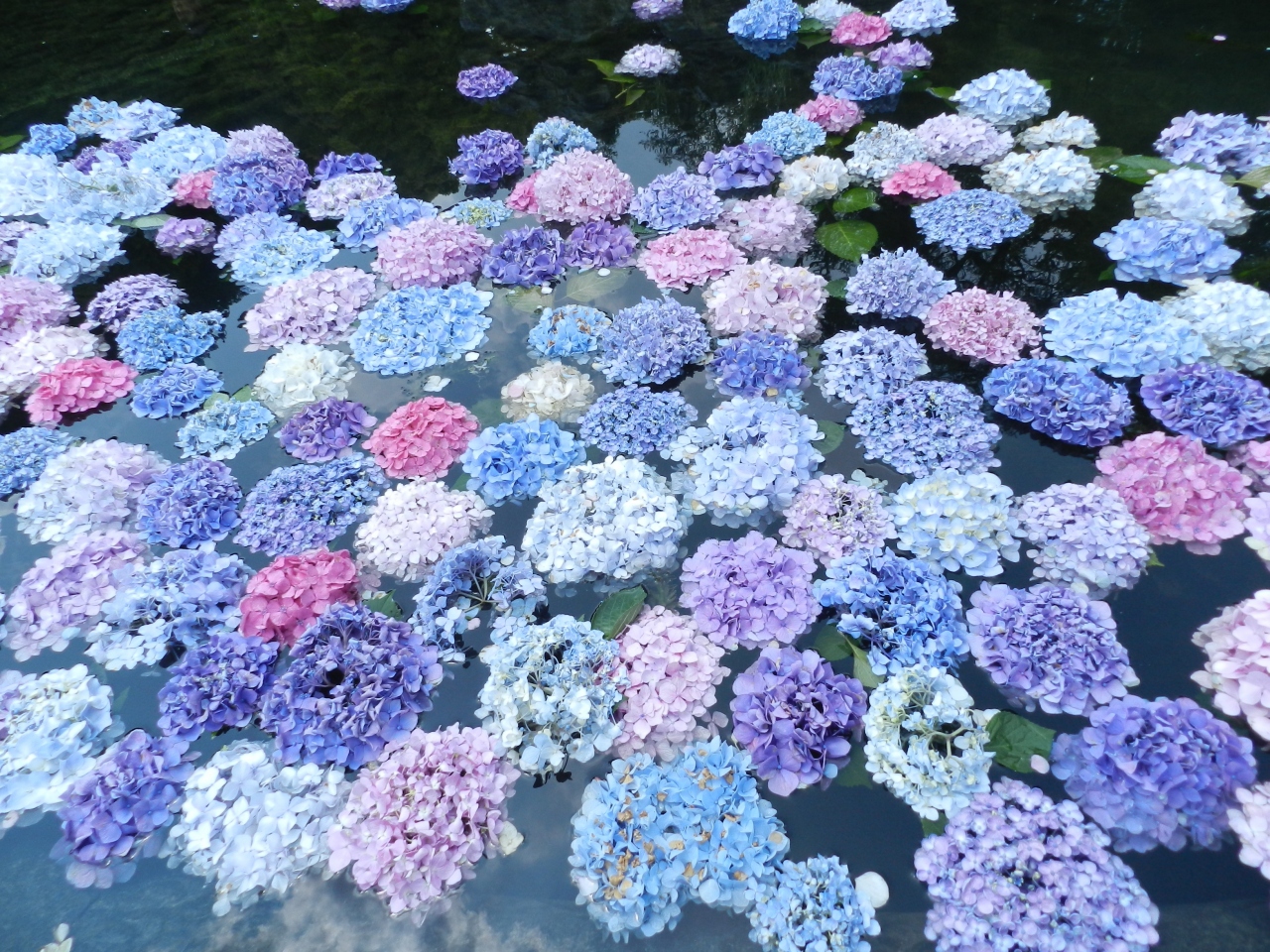池に浮かぶカラフルな紫陽花が有名 関西花の寺第12番札所 久安寺 Withガブちゃん 大阪府池田市 池田 大阪 の旅行記 ブログ By Joecoolさん フォートラベル 池に浮かぶカラフルな紫陽花が有名 関西花の寺第12番札所 久安寺 Withガブちゃん 大阪府池田市 池田 大阪 の旅行記 ブログ By Joecoolさん フォートラベル