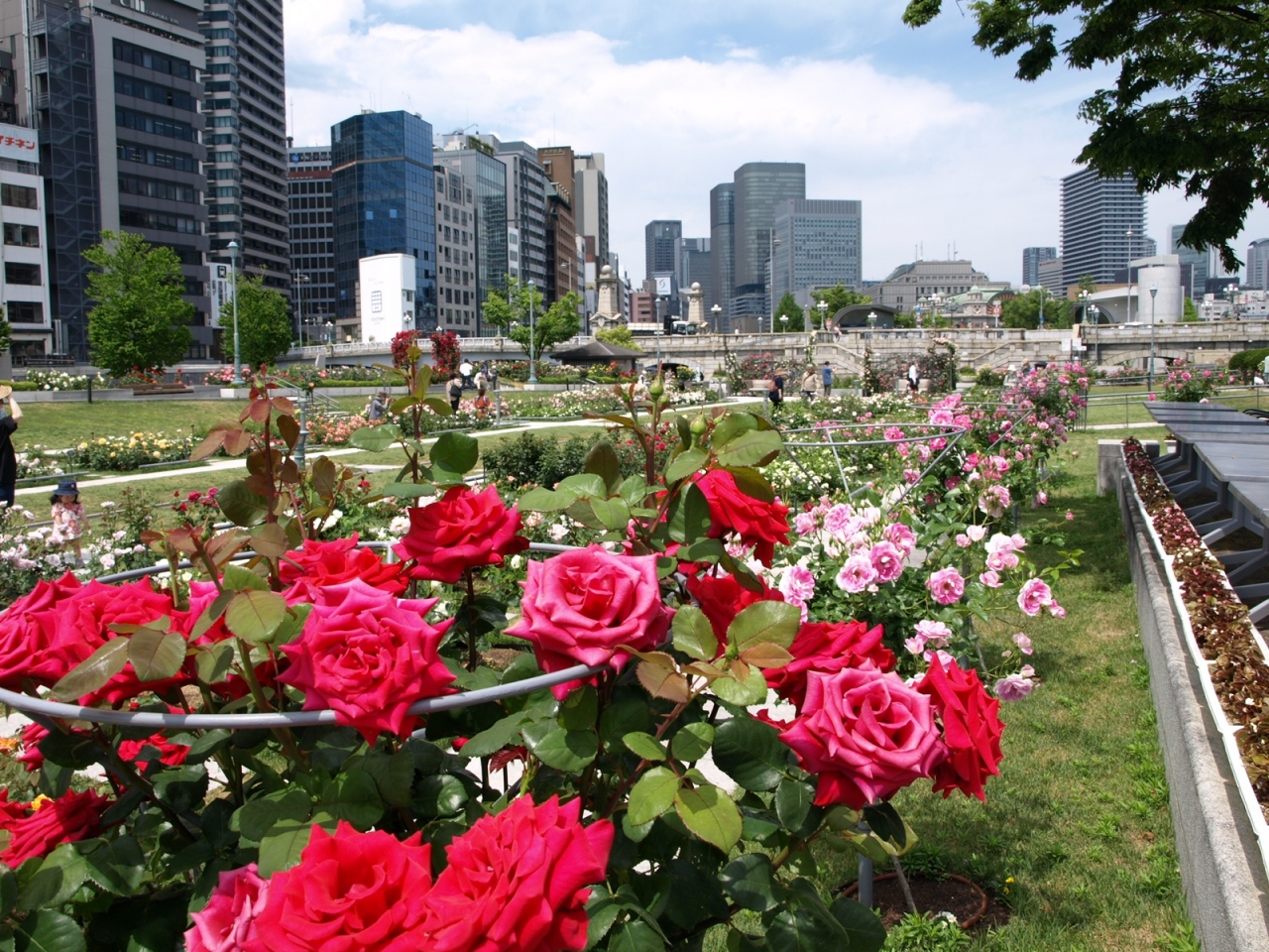 中之島バラ園 中之島公園で一般開放のバラ園散歩 心斎橋 淀屋橋 大阪 の旅行記 ブログ By マツーさん フォートラベル