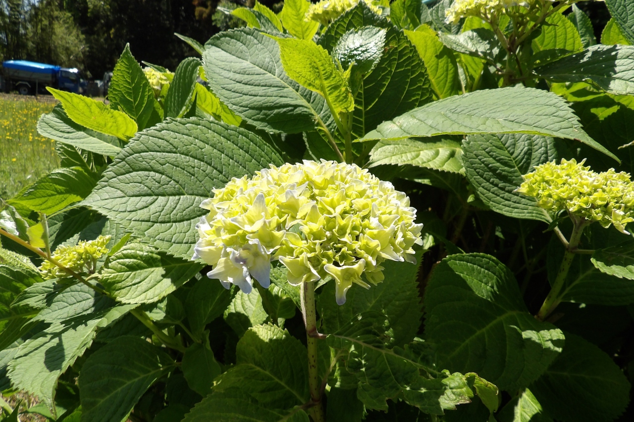 上野庭入口の果樹園の生垣代りに紫陽花 戸塚 いずみ野 港南台 神奈川県 の旅行記 ブログ By ドクターキムルさん フォートラベル