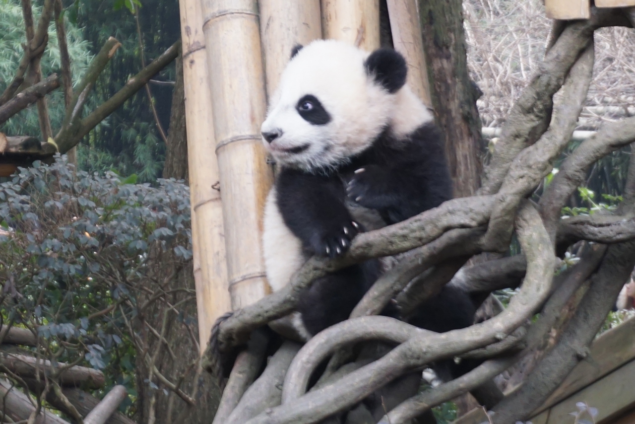 成都 パンダを見て豚の脳を食す大晦日 3日目 成都 中国 の旅行記 ブログ By Krnさん フォートラベル 成都 パンダを見て豚の脳を食す大晦日 3日目 成都 中国 の旅行記 ブログ By Krnさん フォートラベル