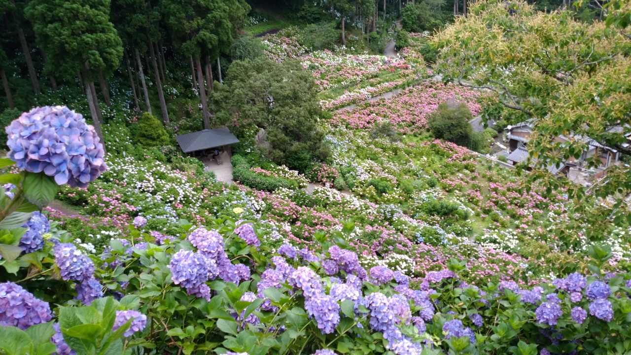 18年 服部農園あじさい屋敷とホキ美術館 千葉市 千葉県 の旅行記 ブログ By Hito27yasumiさん フォートラベル