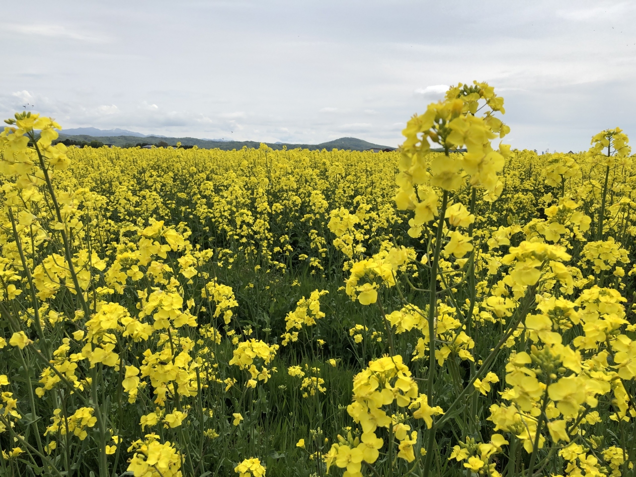 ようやく菜の花が咲き出しました 滝川 北海道 の旅行記 ブログ By メープルandショコラさん フォートラベル ようやく菜の花が咲き出しました 滝川 北海道 の旅行記 ブログ By メープルandショコラさん フォートラベル