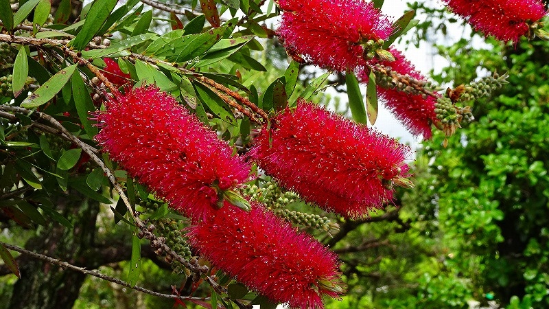 ワイルドフラワーのボトルブラシュの花を探して その１ 伊丹 兵庫県 の旅行記 ブログ By Hn11さん フォートラベル