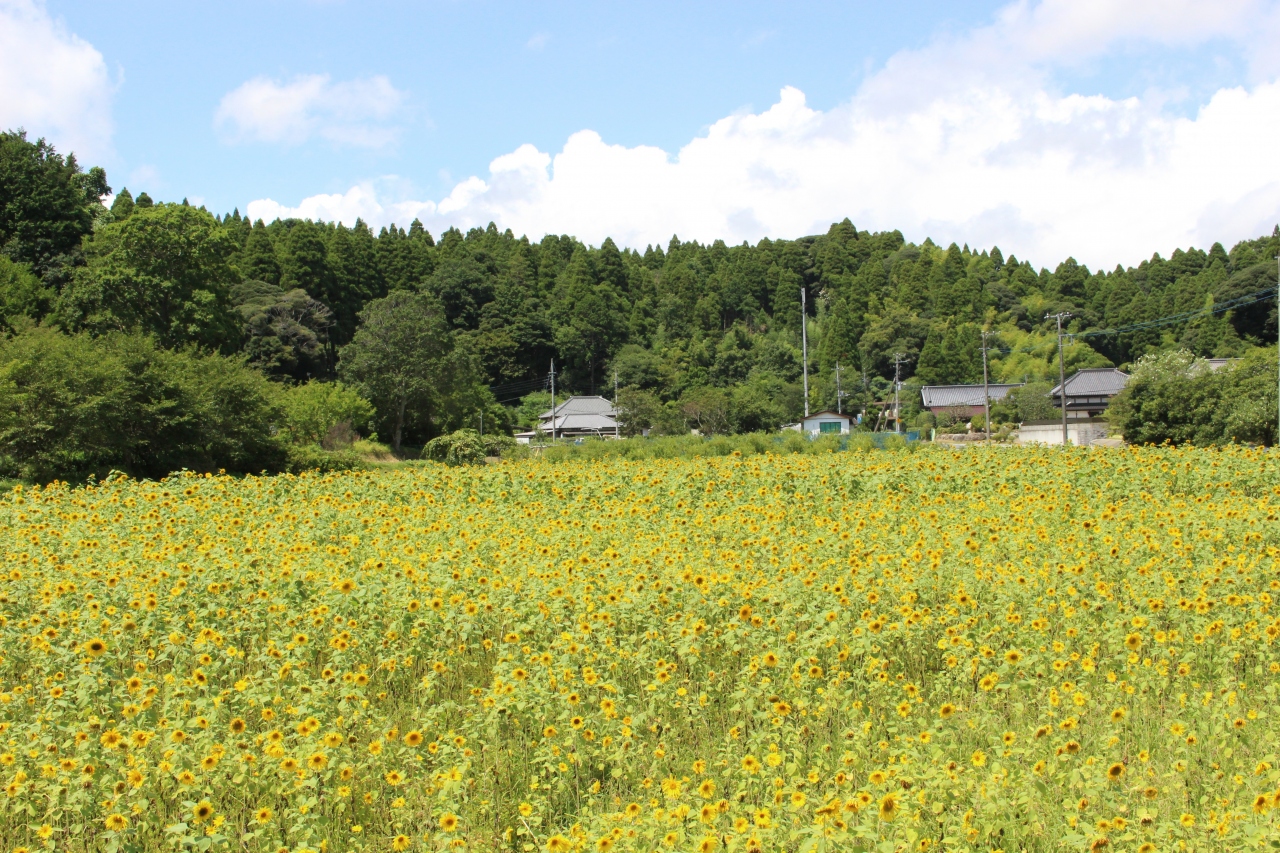 大網白里市のひまわり畑と笠森観音へ行く日帰り旅』九十九里(千葉県)の 