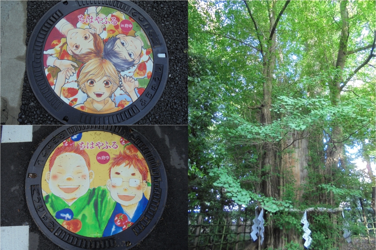 年5月 ちはやふるデザインマンホール めぐりと府中の名木百選 国立 府中 稲城 東京 の旅行記 ブログ By たんきちさん フォートラベル 年5月 ちはやふるデザインマンホール めぐりと府中の名木百選 国立 府中 稲城 東京 の旅行記 ブログ By たんきちさん フォートラベル
