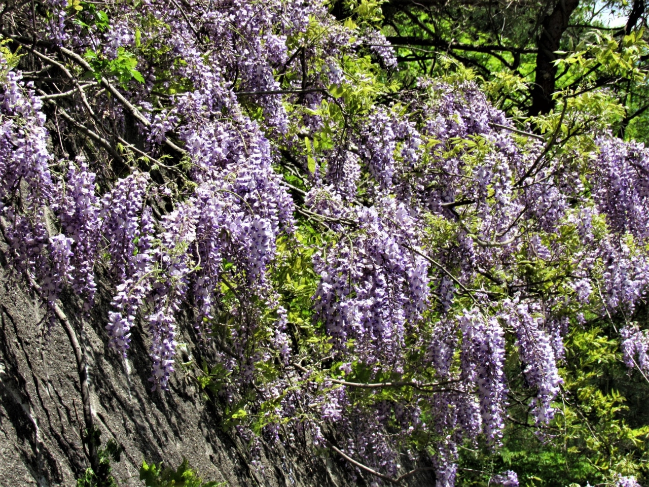 コロナウイルス影響で人の少ない場所を探して 山藤 の花に癒されました 尾瀬檜枝岐温泉 木賊温泉 福島県 の旅行記 ブログ By ごまさん フォートラベル