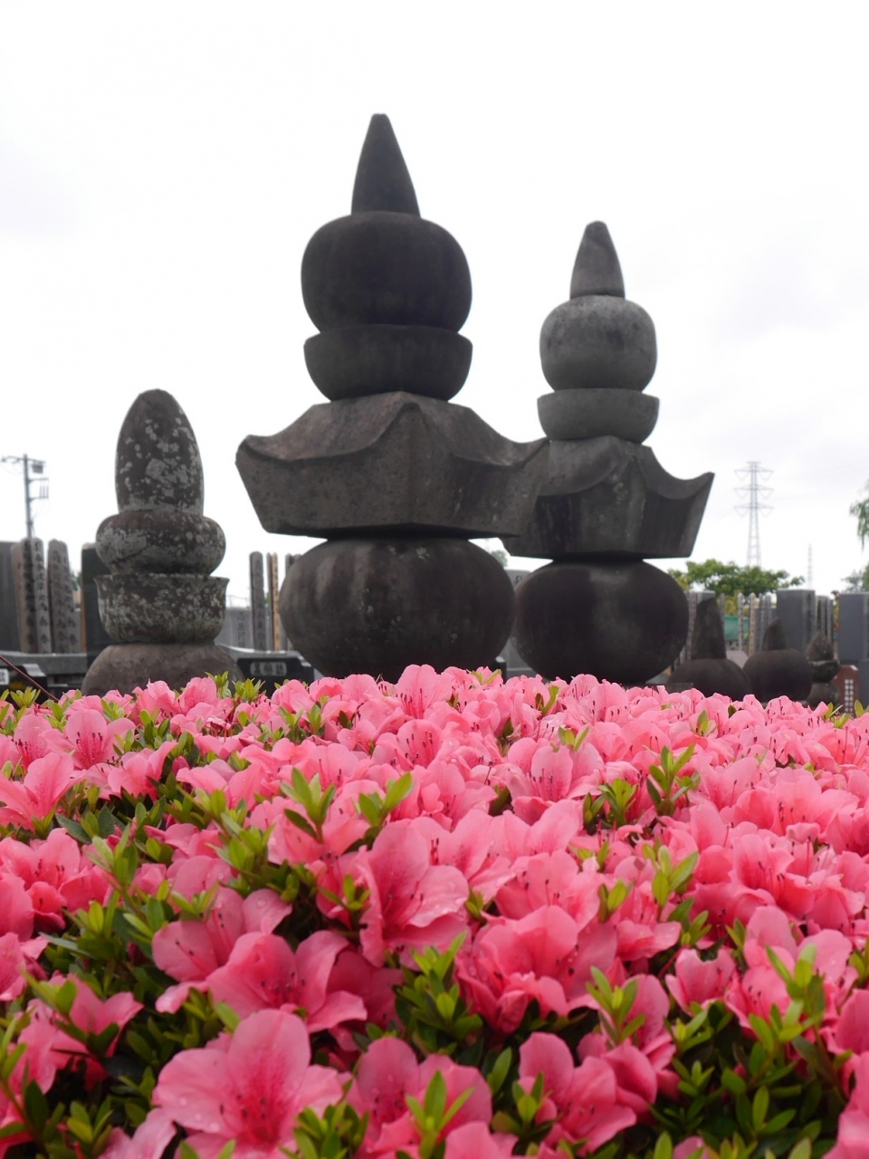 6月の安行散策☆イイナパーク川口(歴史自然資料館)・源長寺・慈林薬師宝厳寺・金剛寺☆2020/06/01