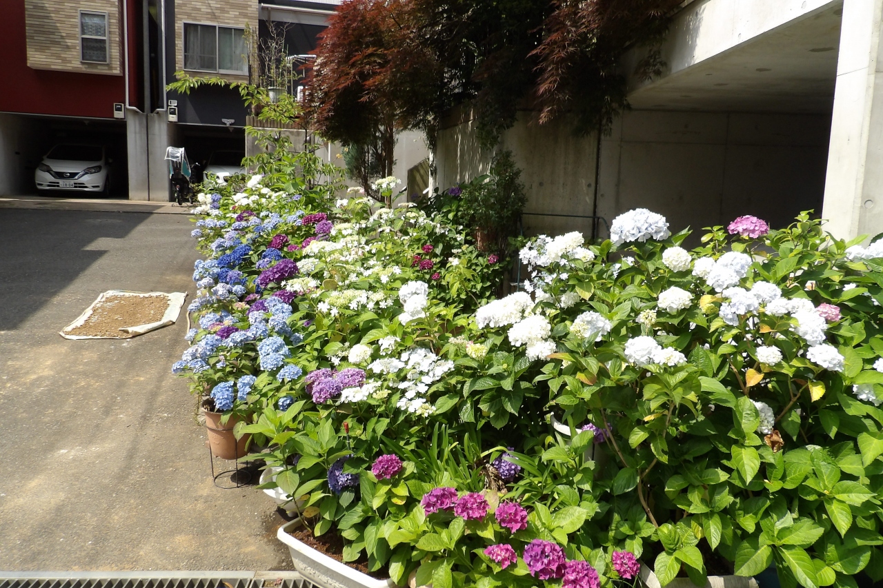 紫陽花に囲まれたお宅 横浜市港南区大久保2 戸塚 いずみ野 港南台 神奈川県 の旅行記 ブログ By ドクターキムルさん フォートラベル 紫陽花に囲まれたお宅 横浜市港南区大久保2 戸塚 いずみ野 港南台 神奈川県 の旅行記 ブログ By ドクターキムルさん フォートラベル