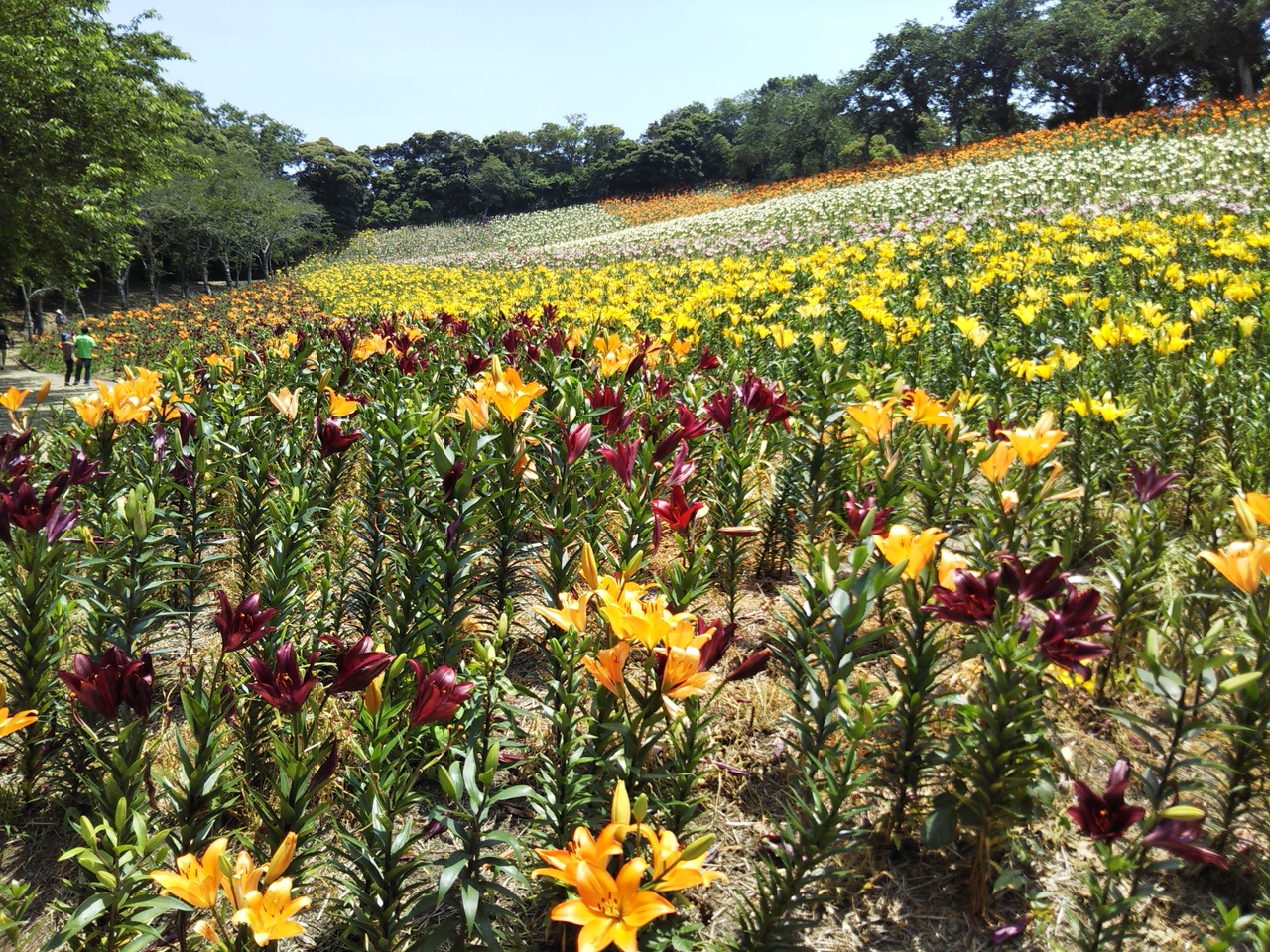 母を連れて可睡ゆりの園へ 満開 袋井 静岡県 の旅行記 ブログ By Rioさん フォートラベル