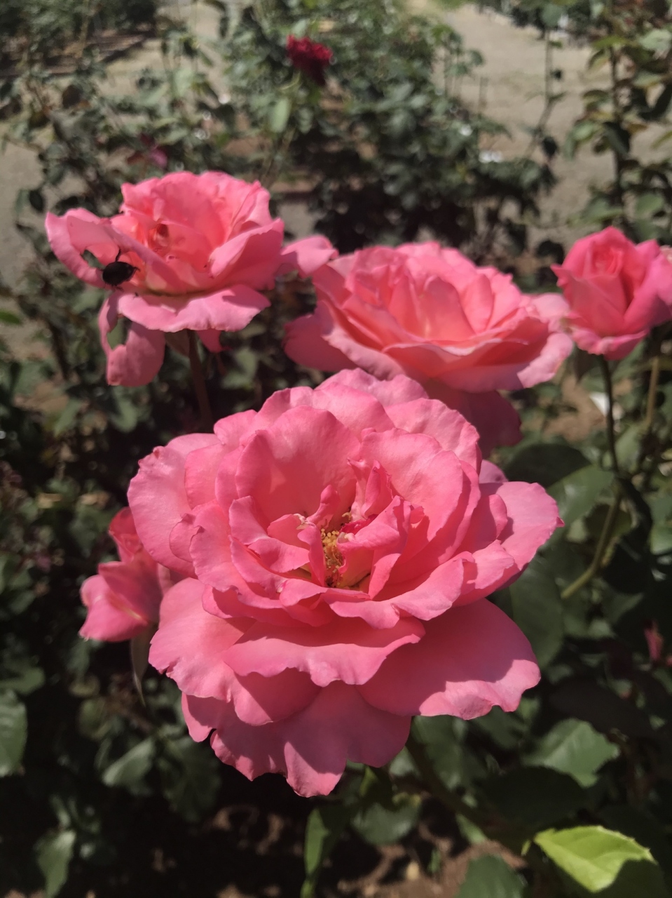 薔薇の香りでストレスが消えた一時 いっとき 四日市 三重県 の旅行記 ブログ By 夏子の探検さん フォートラベル 薔薇の香りでストレスが消えた一時 いっとき 四日市 三重県 の旅行記 ブログ By 夏子の探検さん フォートラベル