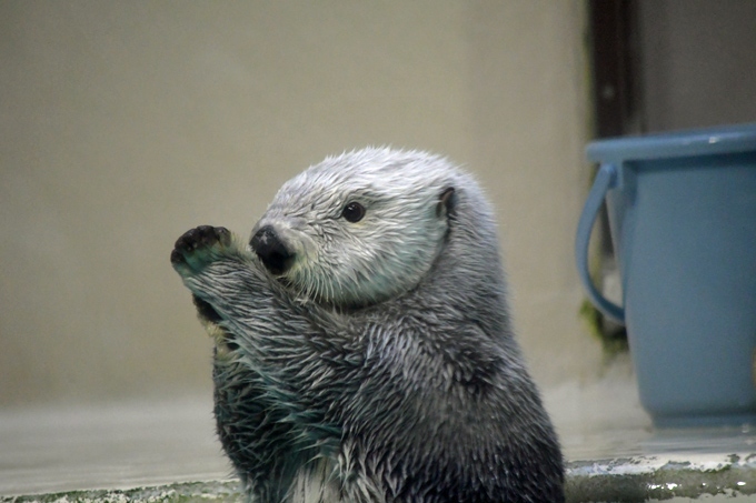 美しい真珠と水族館の可愛いアイドル 三重県の旅行記 ブログ By ハイジ母さんさん フォートラベル