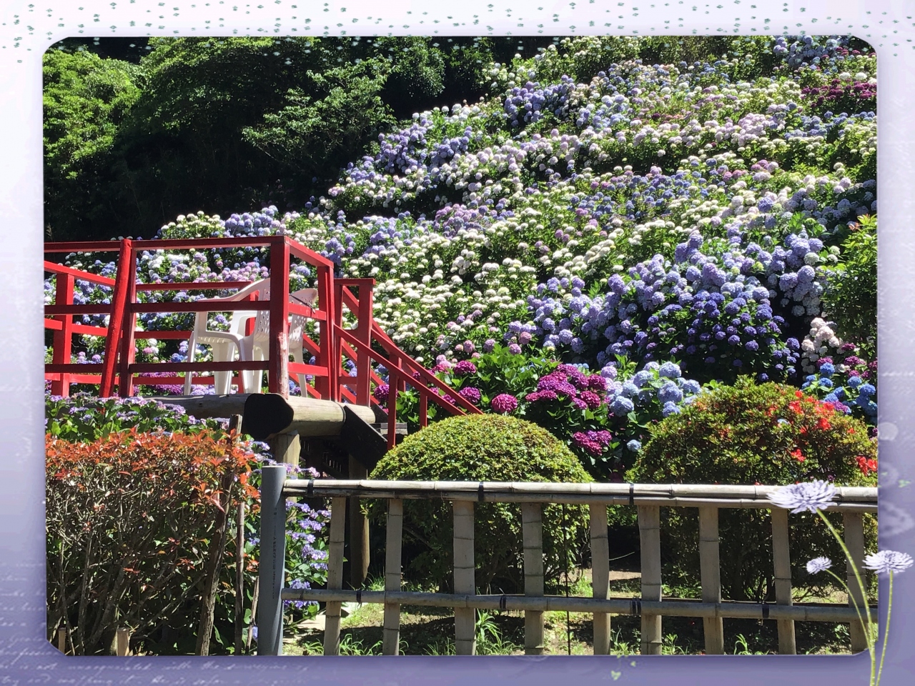 あじさいの里 いこいの里園 にあじさいを見に行ってみました 大隅半島 鹿屋 垂水 志布志 肝属 鹿児島県 の旅行記 ブログ By かよちゃんさん フォートラベル あじさいの里 いこいの里園 にあじさいを見に行ってみました 大隅半島 鹿屋 垂水 志布志 肝属 鹿児島県 の旅行記 ブログ By かよちゃんさん フォートラベル