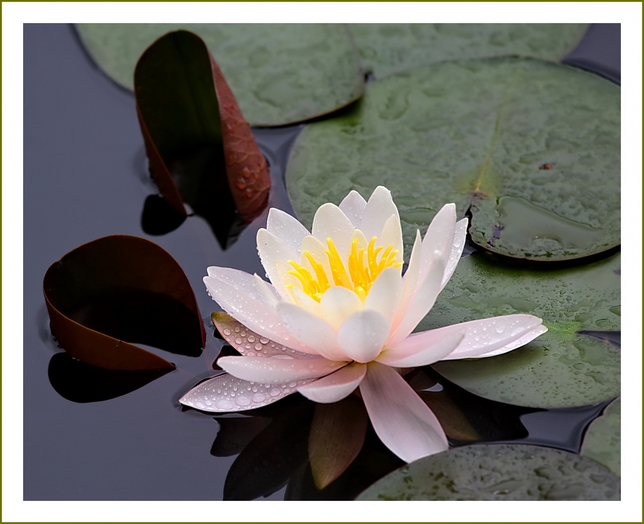 Solitary Journey 29 水の妖精スイレンの花と可愛いコアジサイの花を鑑賞してきました 極楽寺山の蛇の池 広島 県廿日市市 大竹 廿日市 広島県 の旅行記 ブログ By Mechagodzilla 703さん フォートラベル