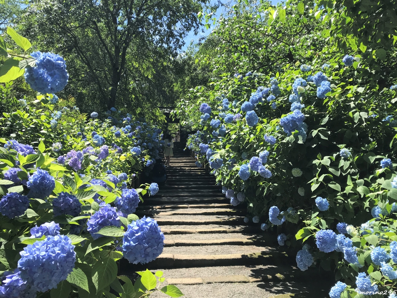 梅雨入り前の鎌倉散歩 １ 明月院ブルー 鎌倉 神奈川県 の旅行記 ブログ By Morino296さん フォートラベル