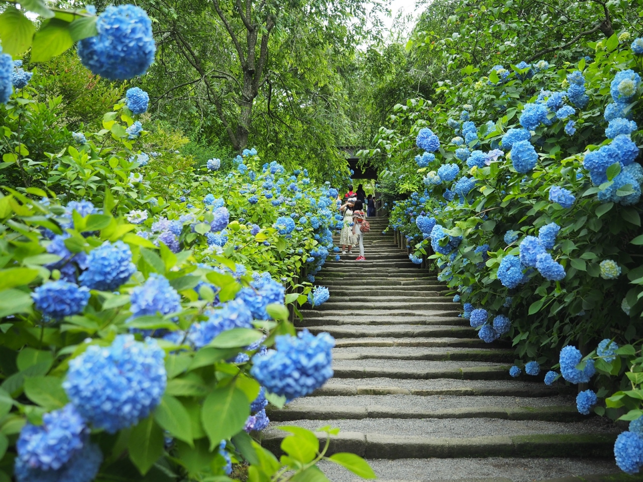 浮遊する青 明月院のあじさい 6 10 鎌倉 神奈川県 の旅行記 ブログ By Momotaさん フォートラベル 浮遊する青 明月院のあじさい 6 10 鎌倉 神奈川県 の旅行記 ブログ By Momotaさん フォートラベル