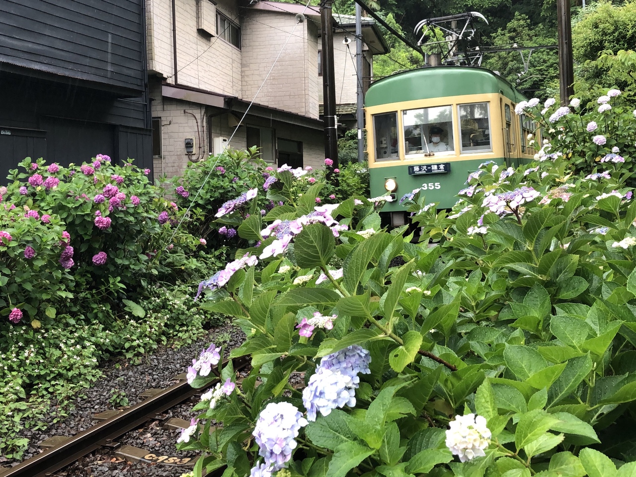 年鎌倉紫陽花 新型コロナウイルス感染症 Covid 19 対策注意 御霊神社 長谷寺 鎌倉 神奈川県 の旅行記 ブログ By 虎キチお岩さん フォートラベル 年鎌倉紫陽花 新型コロナウイルス感染症 Covid 19 対策注意 御霊神社 長谷寺 鎌倉 神奈川県 の旅行記 ブログ By 虎キチお岩さん フォートラベル