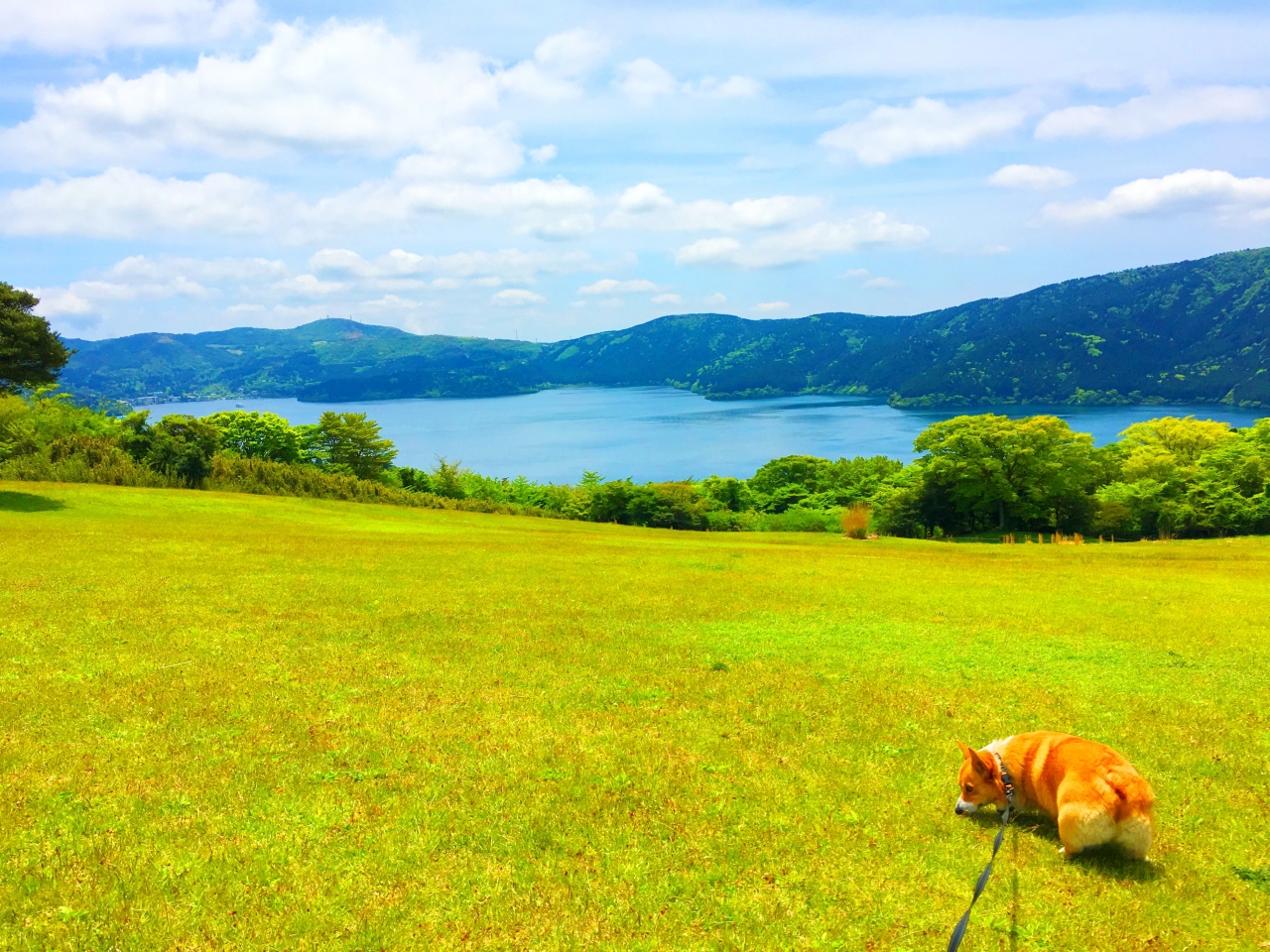 箱根温泉にペットと一緒に宿泊 星の王子さまミュージアムや絶景ドッグランなどの観光も 神奈川県の旅行記 ブログ By まったりファミリーさん フォートラベル