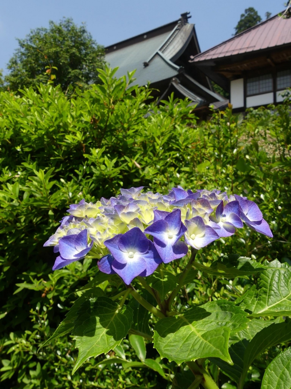 大中寺 のアジサイ 咲き始め 見頃間近です 栃木市 大平町 栃木 壬生 都賀 栃木県 の旅行記 ブログ By Minamicazeさん フォートラベル 大中寺 のアジサイ 咲き始め 見頃間近です 栃木市 大平町 栃木 壬生 都賀 栃木県 の旅行記 ブログ By Minamicazeさん フォートラベル