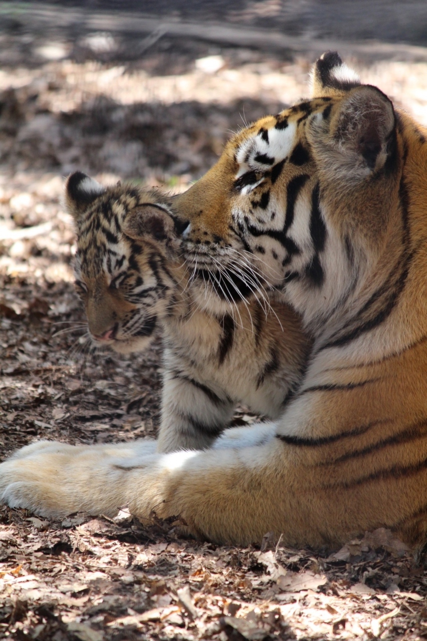 子虎のために旭山動物園再訪 旭川 北海道 の旅行記 ブログ By Kyunruna1264さん フォートラベル 子虎のために旭山動物園再訪 旭川 北海道 の旅行記 ブログ By Kyunruna1264さん フォートラベル