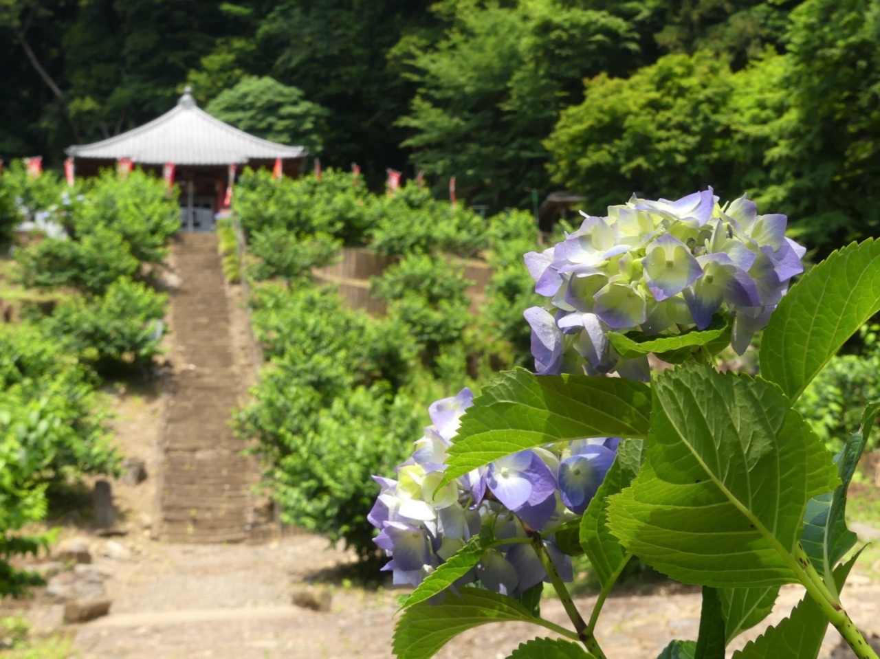 清水寺 のアジサイ あじさい寺と言うほどではないが咲き始めています 栃木市 大平町 栃木 壬生 都賀 栃木県 の旅行記 ブログ By Minamicazeさん フォートラベル