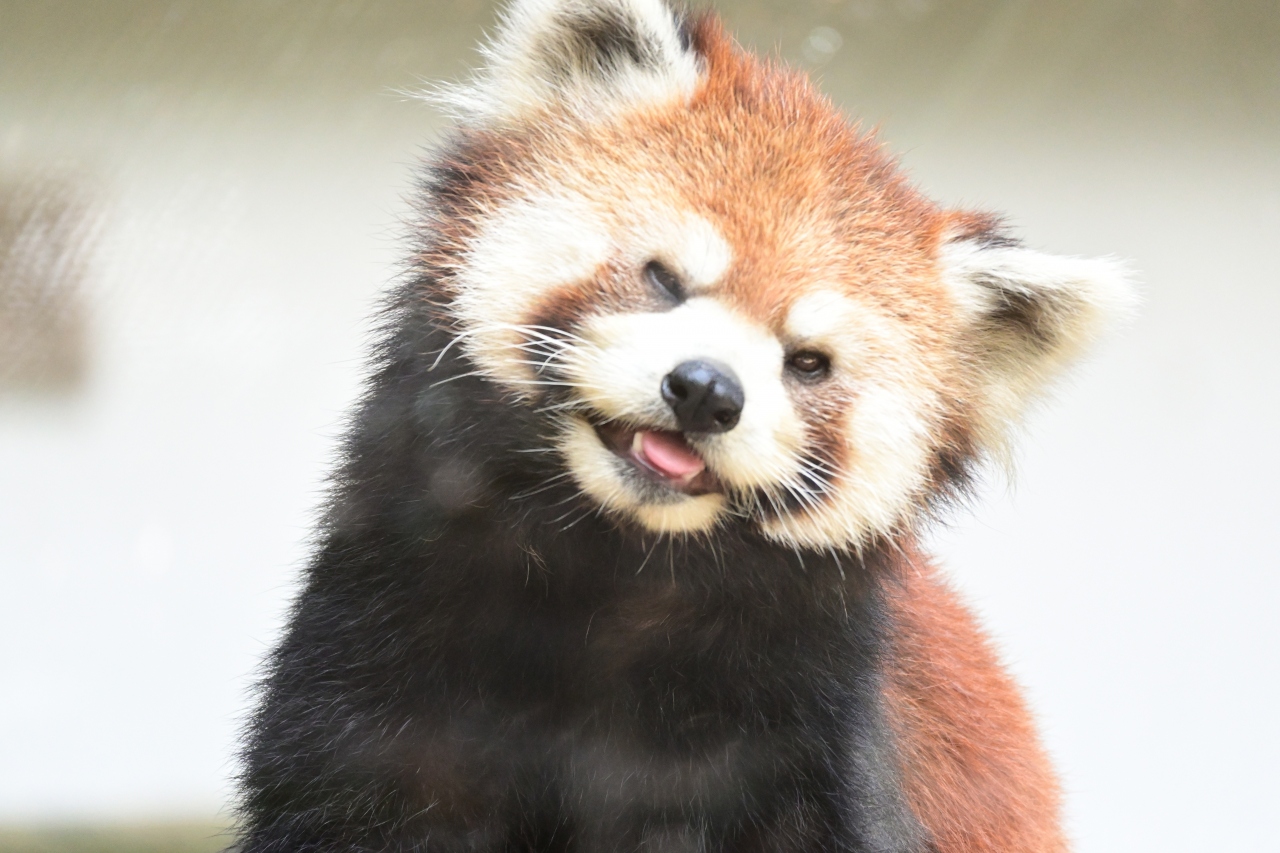 レッサーパンダはかわゆい 池田動物園 2 岡山市 岡山県 の旅行記 ブログ By トットさん フォートラベル