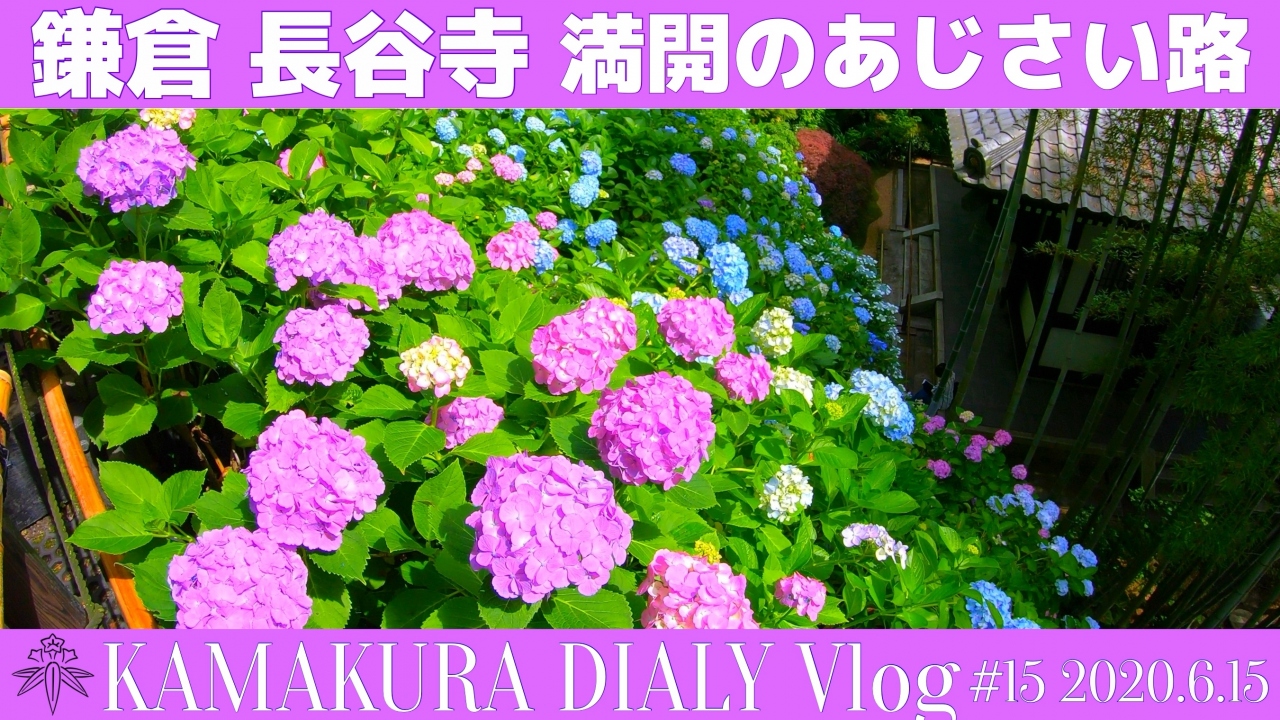 鎌倉 長谷寺 満開のあじさい路 鎌倉 神奈川県 の旅行記 ブログ By Kazu14さん フォートラベル 鎌倉 長谷寺 満開のあじさい路 鎌倉 神奈川県 の旅行記 ブログ By Kazu14さん フォートラベル