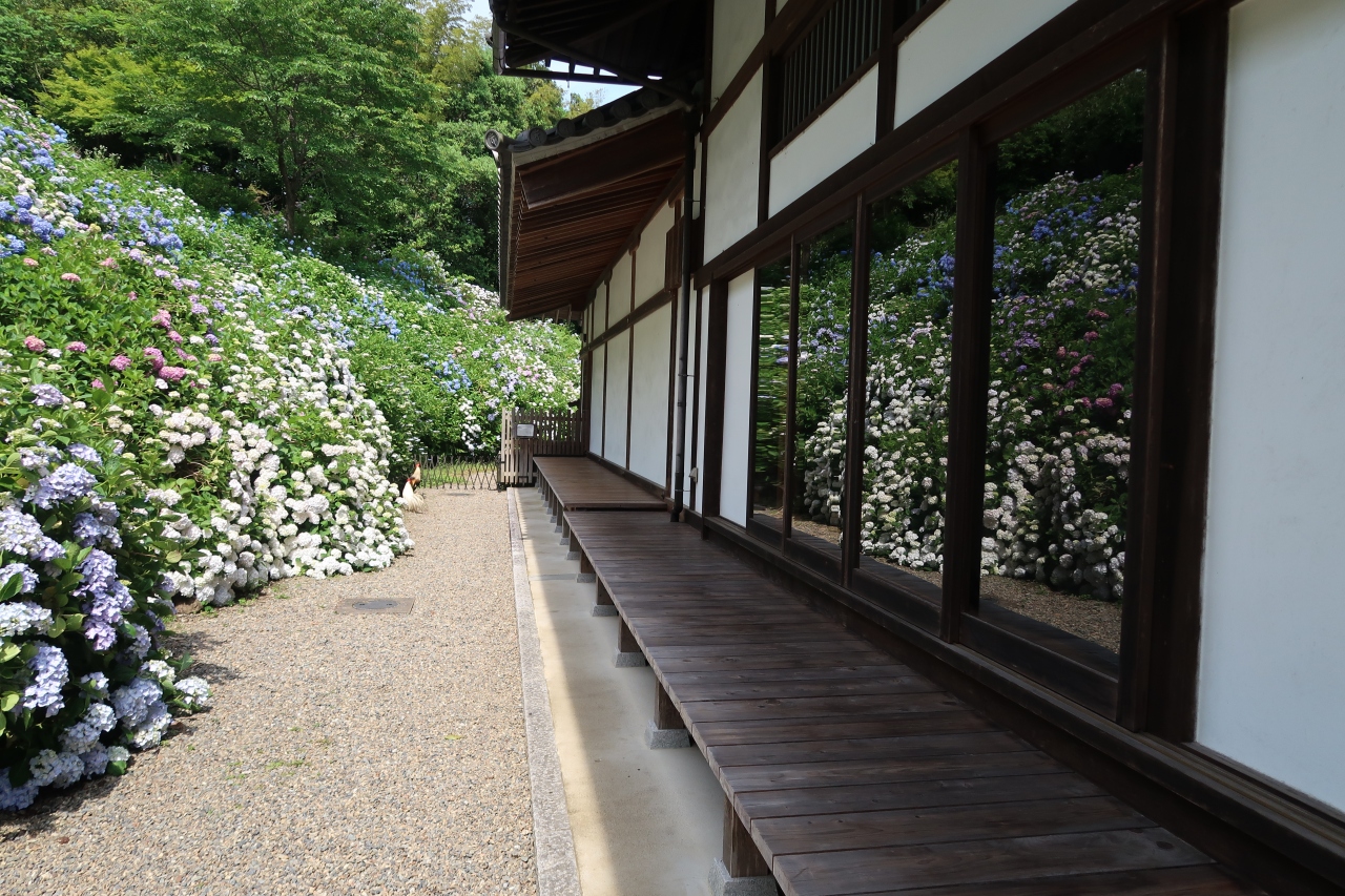 丹波の紫陽花寺 関西花の寺第一番札所 丹州華観音寺 福知山 京都 の旅行記 ブログ By 花好京人さん フォートラベル