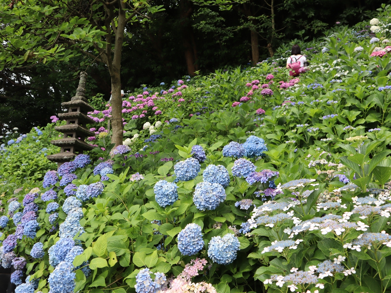 梅雨の合間のあじさい路 鎌倉長谷寺 鎌倉 神奈川県 の旅行記 ブログ By Ichiroさん フォートラベル 梅雨の合間のあじさい路 鎌倉長谷寺 鎌倉 神奈川県 の旅行記 ブログ By Ichiroさん フォートラベル