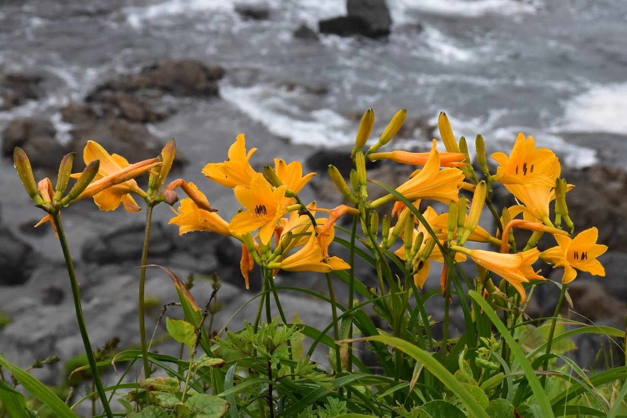 初夏の種差海岸トレッキング19 花の宝庫と雨もやの幻想的な風景 中須賀海岸 八戸 八戸 青森県 の旅行記 ブログ By かっちんさん フォートラベル 初夏の種差海岸トレッキング19 花の宝庫と雨もやの幻想的な風景 中須賀海岸 八戸 八戸 青森県 の旅行記 ブログ By かっちんさん フォートラベル