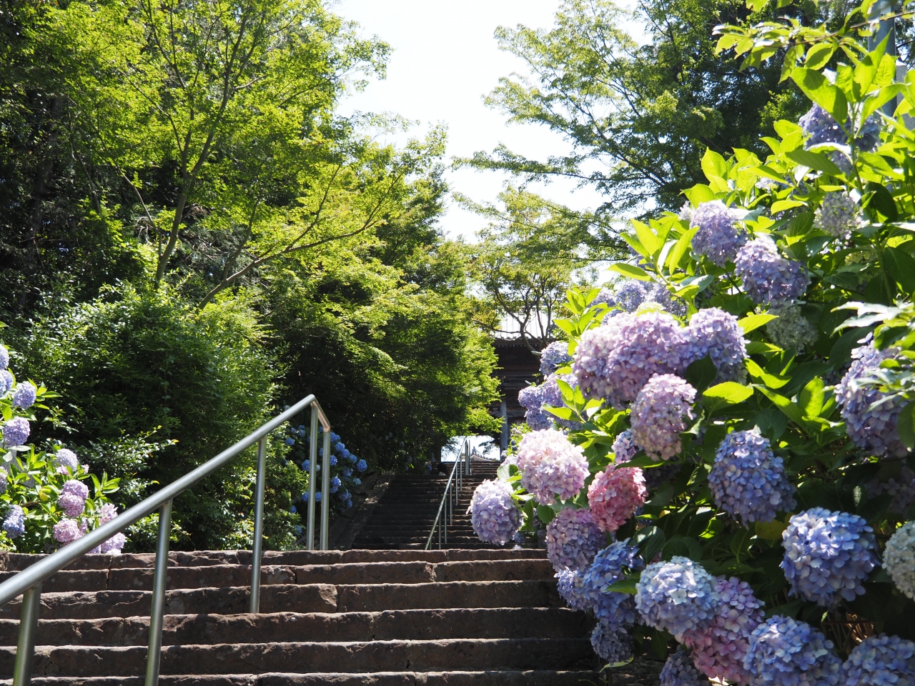 泉州のあじさい寺 長慶寺へ 関西空港 泉佐野 大阪 の旅行記 ブログ By のーとくんさん フォートラベル