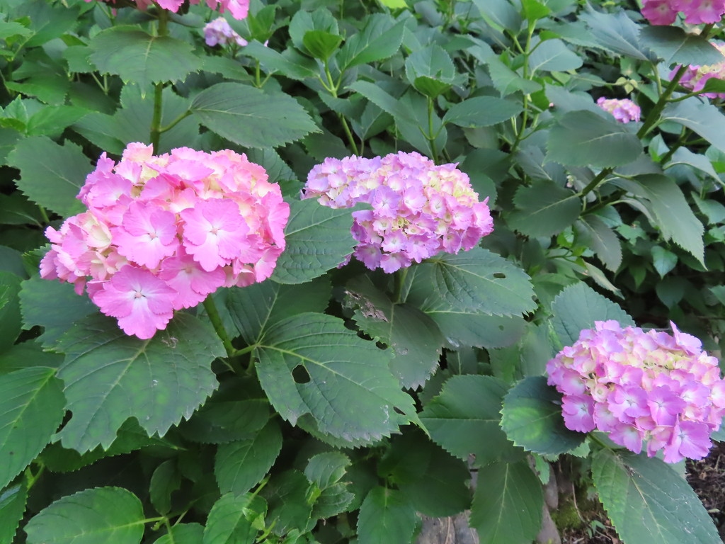 再び 六本杉公園の紫陽花 八王子 06 09 高尾 八王子 東京 の旅行記 ブログ By 台湾見聞録さん フォートラベル 再び 六本杉公園の紫陽花 八王子 06 09 高尾 八王子 東京 の旅行記 ブログ By 台湾見聞録さん フォートラベル