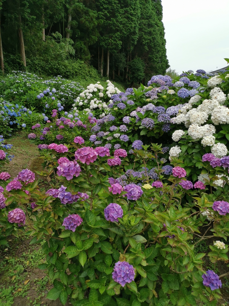 鹿児島 アジサイの穴場 洗川 あれご アジサイ園 鹿児島県の旅行記 ブログ By Azianokazeさん フォートラベル 鹿児島 アジサイの穴場 洗川 あれご アジサイ園 鹿児島県の旅行記 ブログ By Azianokazeさん フォートラベル