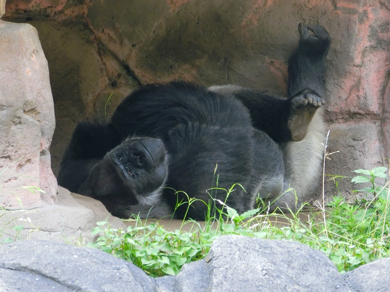 千葉市動物公園で イケメンゴリラのファンになる 千葉市 千葉県 の旅行記 ブログ By まうさん フォートラベル