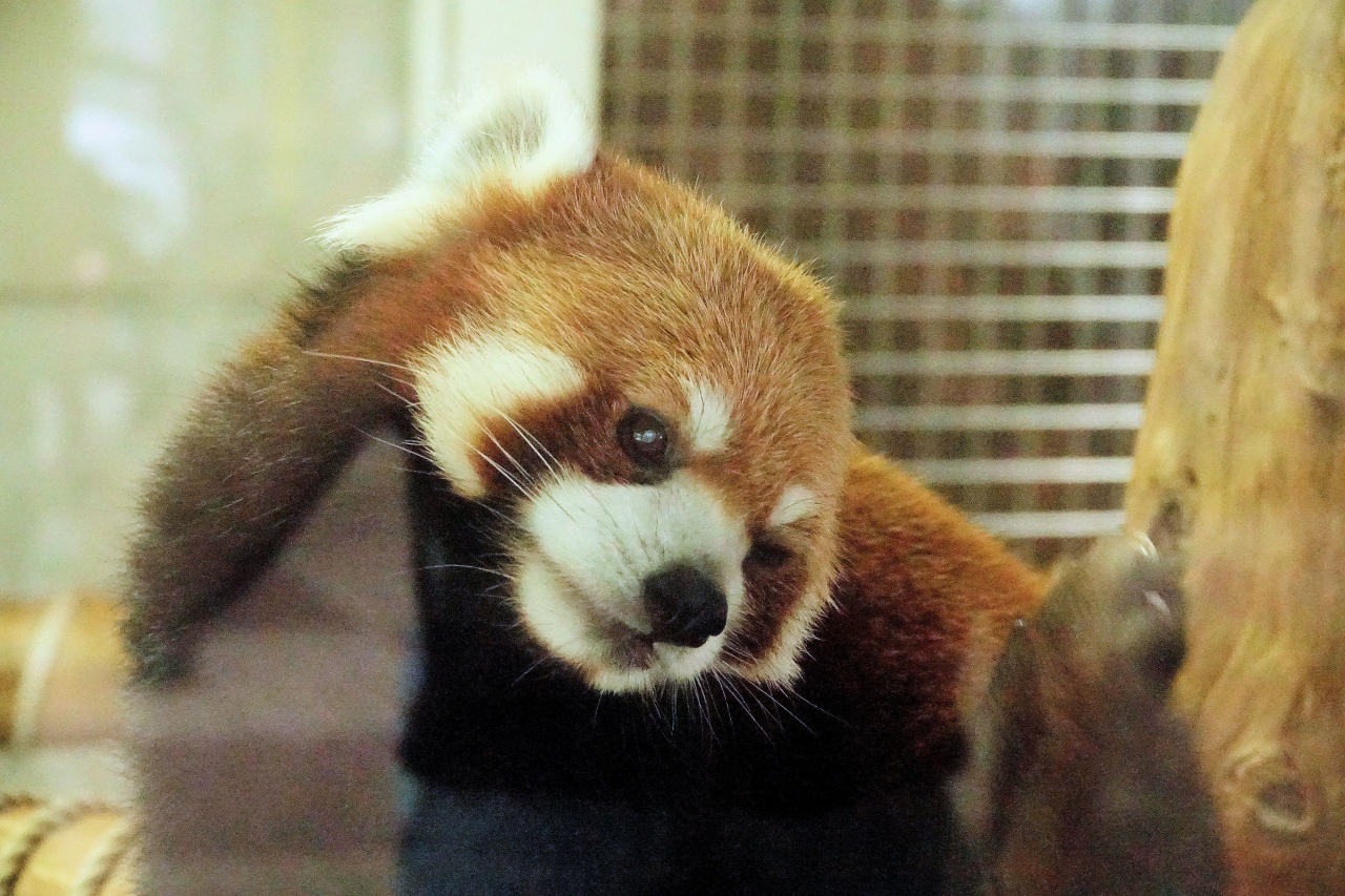 羽村市動物公園 東武動物公園 大崎公園子供動物園 新天地でのアル君 カリンちゃんに会いに そして 長生きしてねミクおばあちゃん 福生 武蔵村山 東京 の旅行記 ブログ By Jilllucaさん フォートラベル