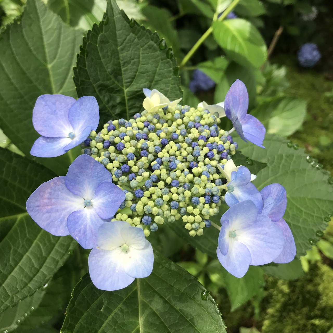 本土寺アゲイン 梅雨 千葉県の旅行記 ブログ By Siniさん フォートラベル 本土寺アゲイン 梅雨 千葉県の旅行記 ブログ By Siniさん フォートラベル