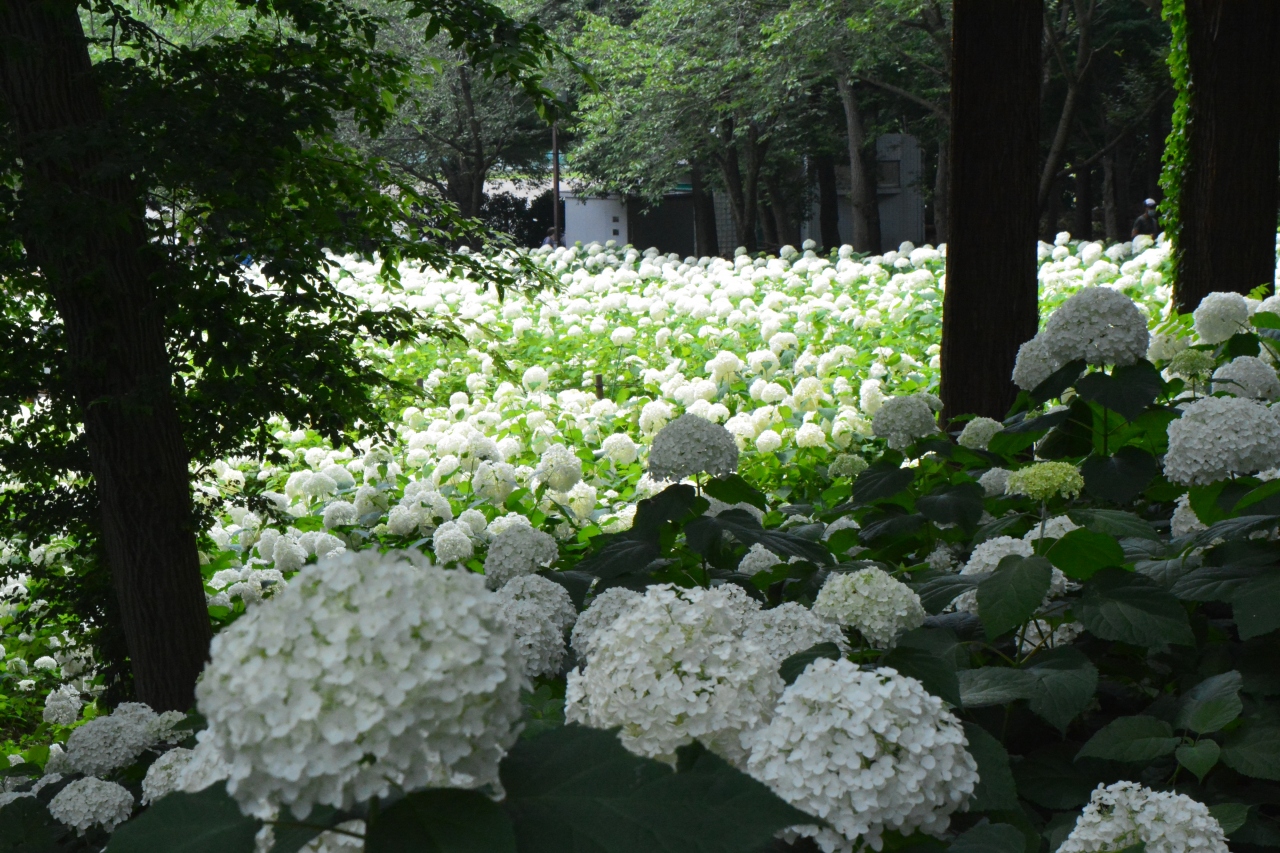 鎌倉をしのぐ紫陽花の名所 ２００種類 １００００株の紫陽花 一面に咲く真っ白なアナベルは見事でした 相模原 神奈川県 の旅行記 ブログ By ぬいぬいさん フォートラベル