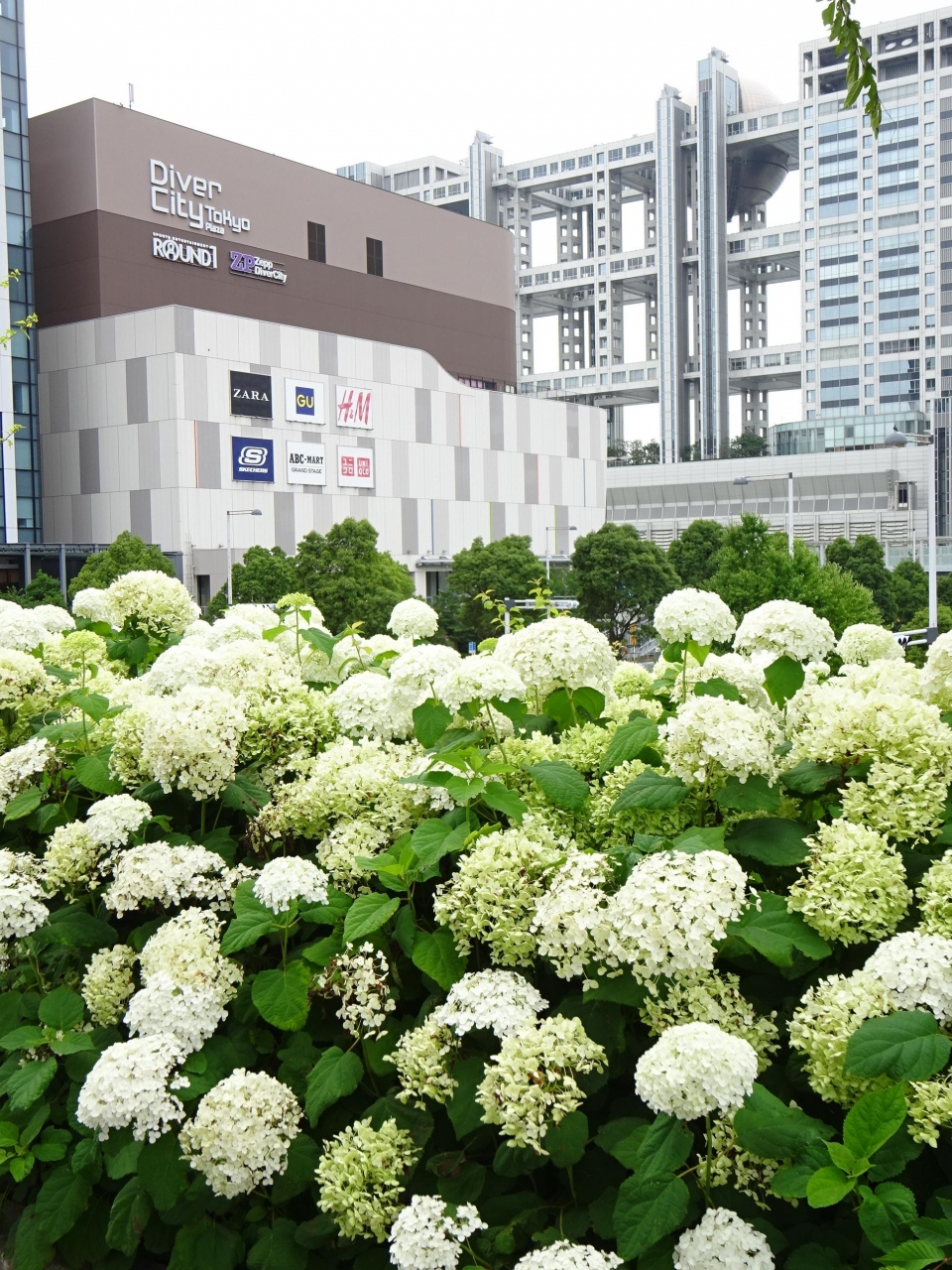 お台場の白いアジサイ アナベル お台場 東京 の旅行記 ブログ By Emiさん フォートラベル