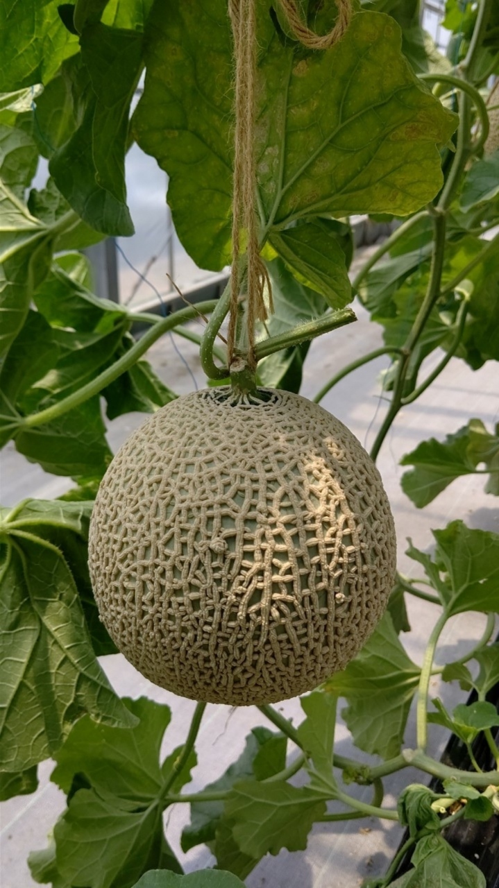 メロン狩りと浜焼きバーベキュー 蒲郡 愛知県 の旅行記 ブログ By にゃんたーさん フォートラベル メロン狩りと浜焼きバーベキュー 蒲郡 愛知県 の旅行記 ブログ By にゃんたーさん フォートラベル