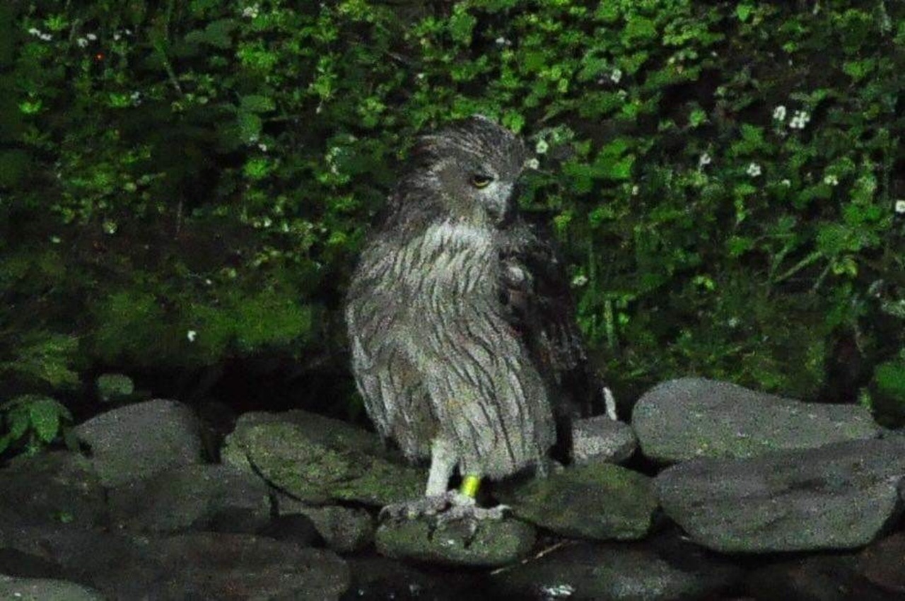 5 7歳児連れ 初夏の知床で野生動物との遭遇 出発 羅臼編 羅臼 らうす 北海道 の旅行記 ブログ By Wakabunさん フォートラベル