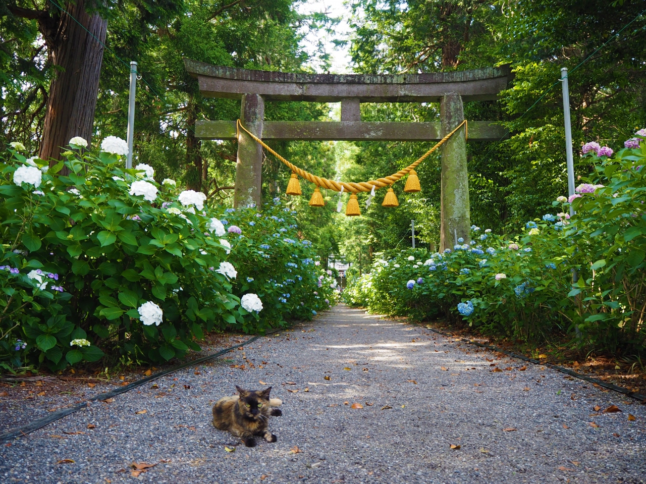 あじさい祭りは中止になってしまったけど 紫陽花が見ごろになった磯山神社へ 鹿沼 栃木県 の旅行記 ブログ By かおニャンさん フォートラベル