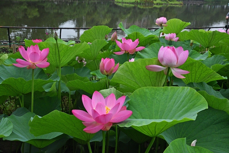 千葉公園の大賀ハス 千葉市 千葉県 の旅行記 ブログ By ダイスケitさん フォートラベル