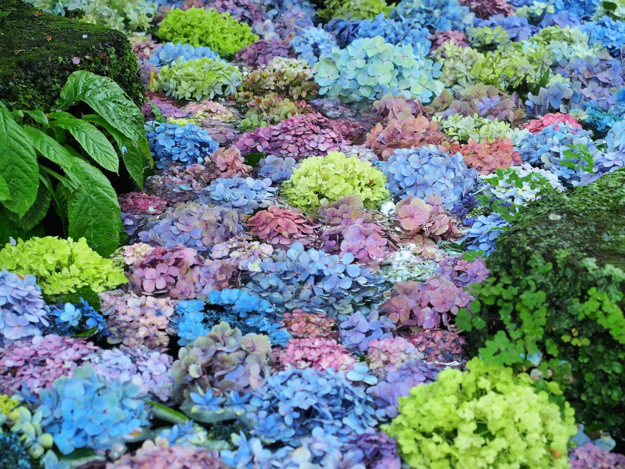 年 鎌倉紫陽花だより フィナーレを飾る長谷寺 紫陽花浮かぶ虹色の池 鎌倉 神奈川県 の旅行記 ブログ By クッシーさん フォートラベル