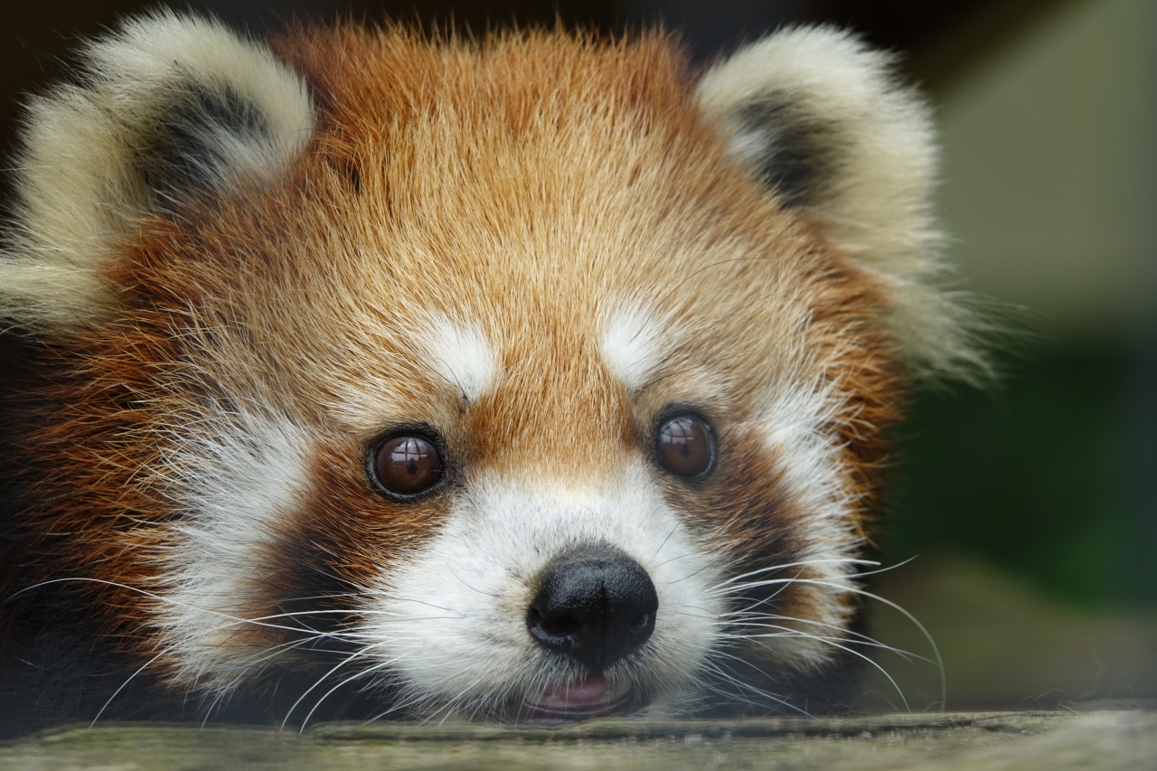 釧路市動物園 やっとこれた北海道遠征 出産の可能性のあるアスナロちゃんは非展示でしたが 元気なみんなに会えて感無量です 釧路 北海道 の旅行記 ブログ By Jilllucaさん フォートラベル