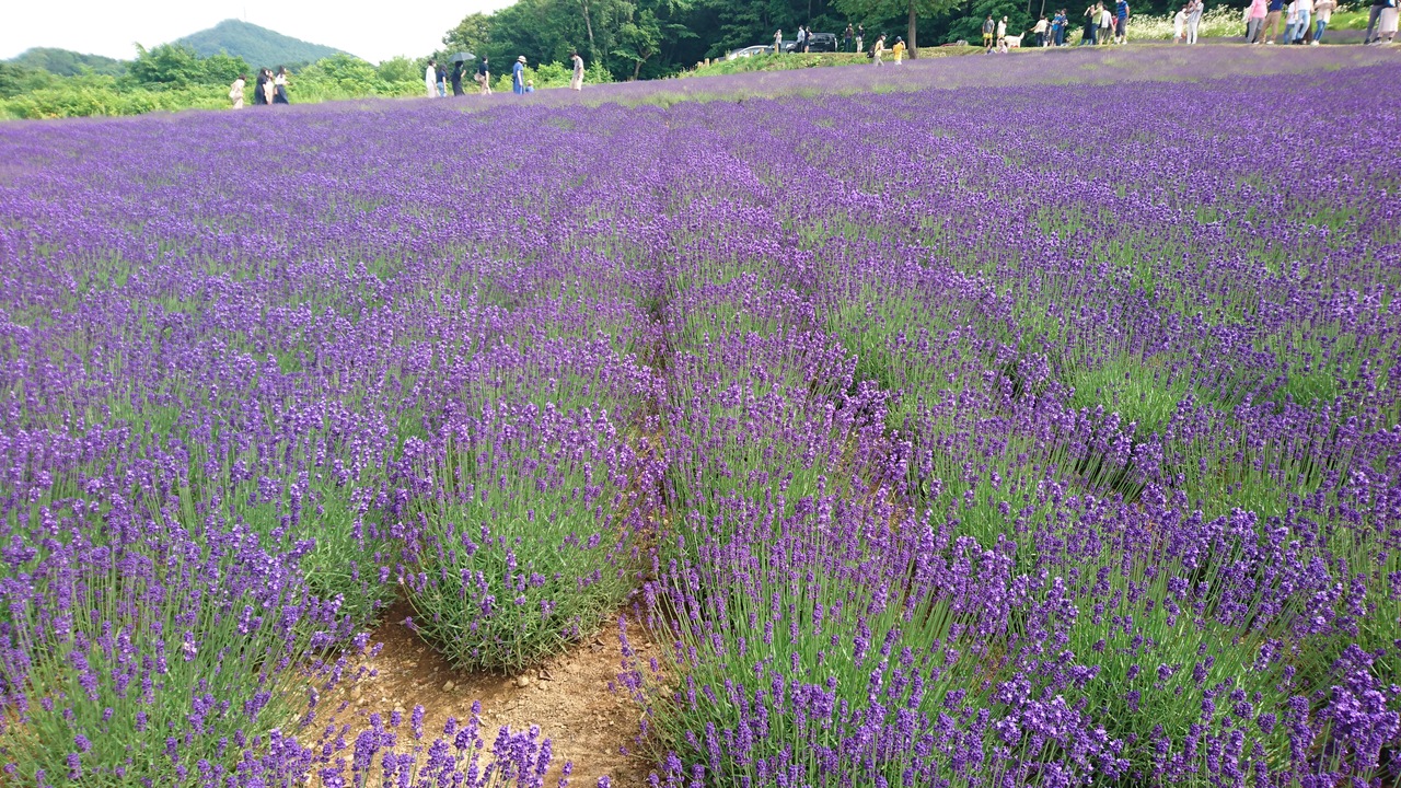 07 幌見峠のラベンダー畑 富良野じゃないよ 北海道の旅行記 ブログ By ちぽろさん フォートラベル 07 幌見峠のラベンダー畑 富良野じゃないよ 北海道の旅行記 ブログ By ちぽろさん フォートラベル