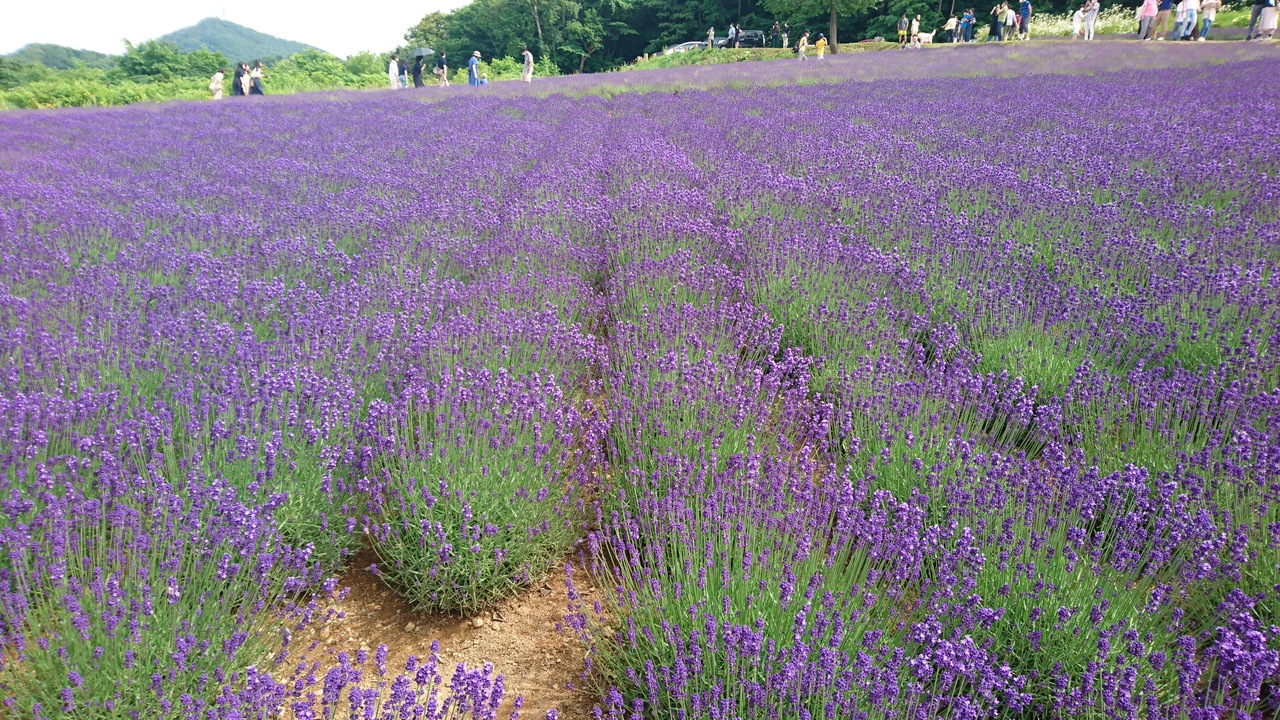 07 幌見峠のラベンダー畑 富良野じゃないよ 北海道の旅行記 ブログ By ちぽろさん フォートラベル