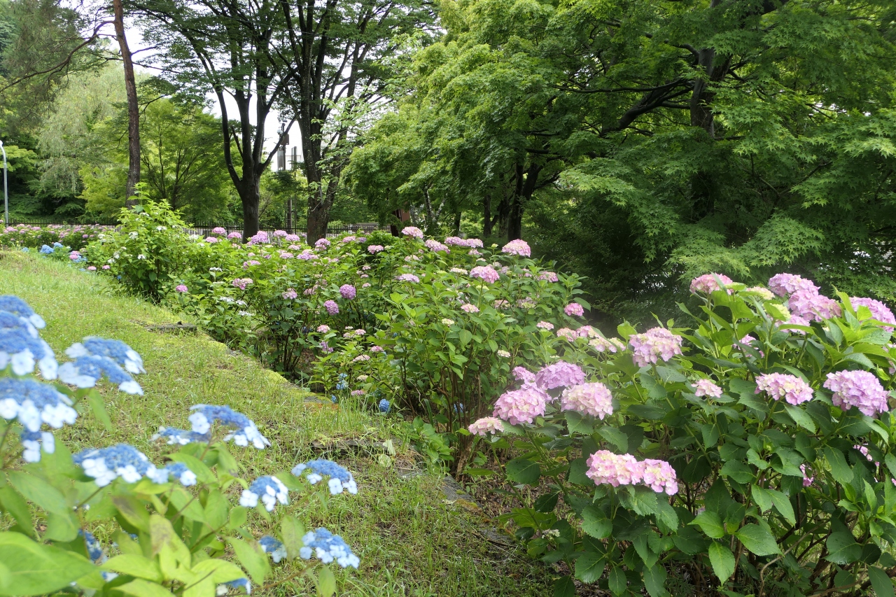梅雨の河口湖 伊豆 Vol 4 河口湖 湖畔のアジサイ 富士五湖 山梨県 の旅行記 ブログ By コトルさん フォートラベル